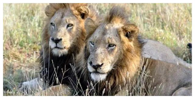 传奇雄狮联盟坏男孩又译黑手党