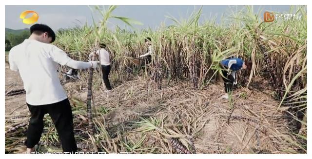 许魏洲任嘉伦38度高温下砍甘蔗看彭昱畅的裤子就知道节目没作假