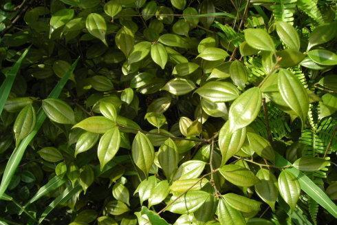 它是腰膝酸软特效药学名乌药农村很常见遇到记得带回家