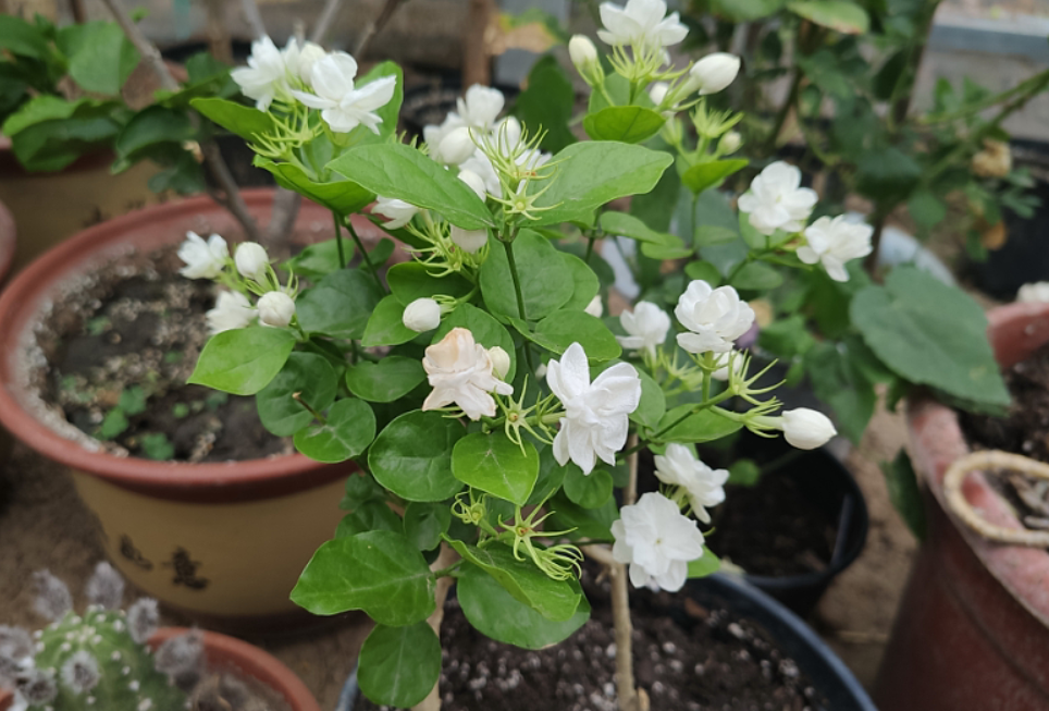 5种花干养最好，植株健壮能开花