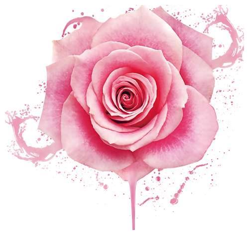 近期，落花时节又逢君，迎来好消息，爱情回归的4大星座休闲区蓝鸢梦想 - Www.slyday.coM