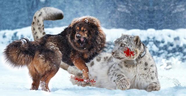 金钱豹藏獒皆出现在雪豹的生活区域为何藏獒比豹子威胁更大