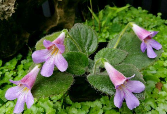 农村一种"蚂蝗七",是健脾消食"特效药",可惜懂的人太少!__财经头条