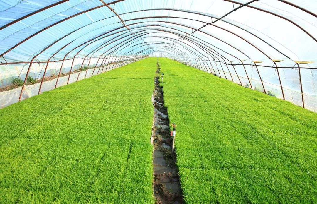 黑龙江种水稻每年都会遇到的困扰,让他下定决心换一种新技术!__财经头