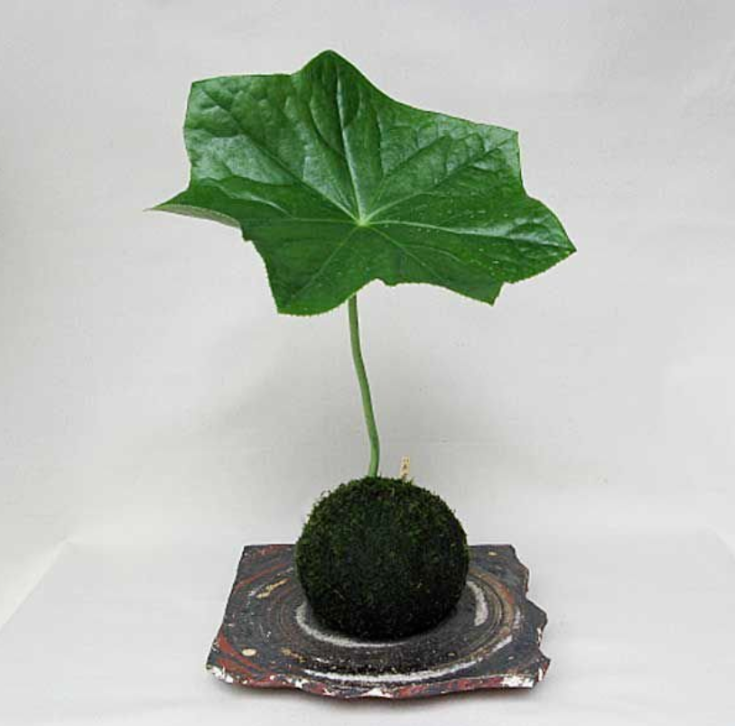 八角莲的样子就和它的名字一样,莲花的叶子是圆圆的,而八角莲就像是像