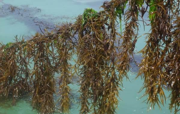 出口日本被称为"长寿菜",做成凉拌美味又健康|羊栖菜|长寿菜|海藻