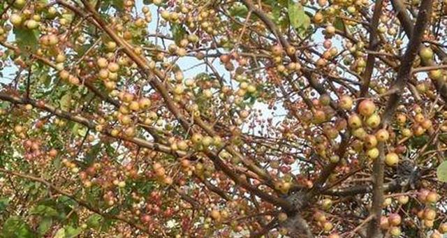 近年来也有人移植到东南亚国家,中南半岛上的越南种植豆梨树数量最多