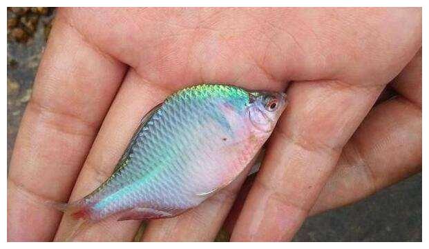 农村这种叫"屎光皮"的鱼,以前没人稀罕,现在反倒狠抢手