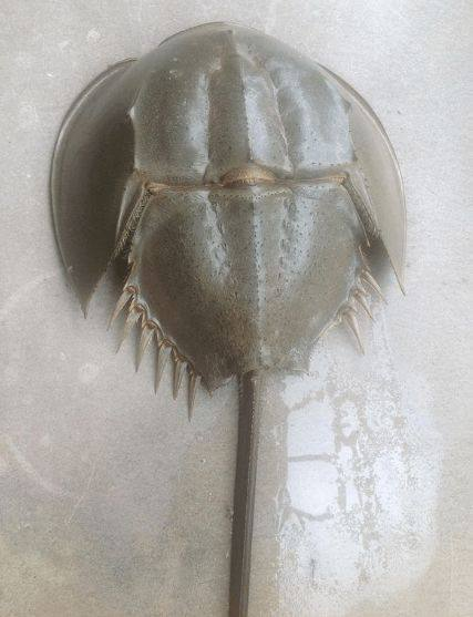 鲎|钓鱼|鲜血_新浪新闻