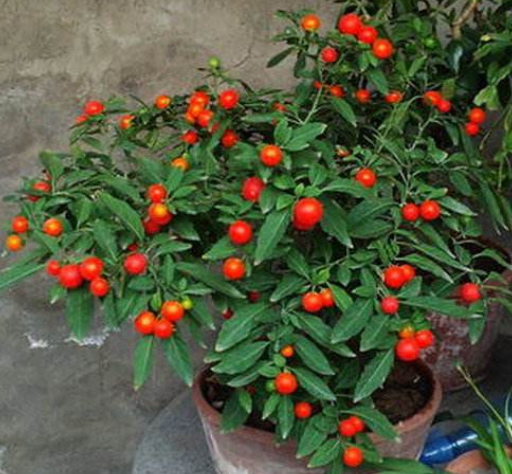 吉庆果好养又耐旱四季挂满红果果不会养花的都养它