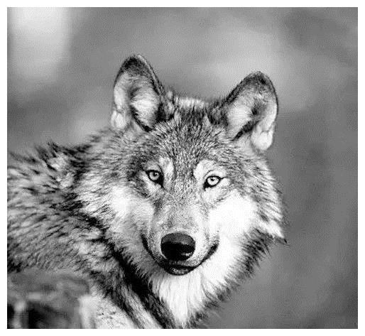 北美历史上最传奇的荒野狼王,一次唤醒无数人良知的凄烈死亡__财经