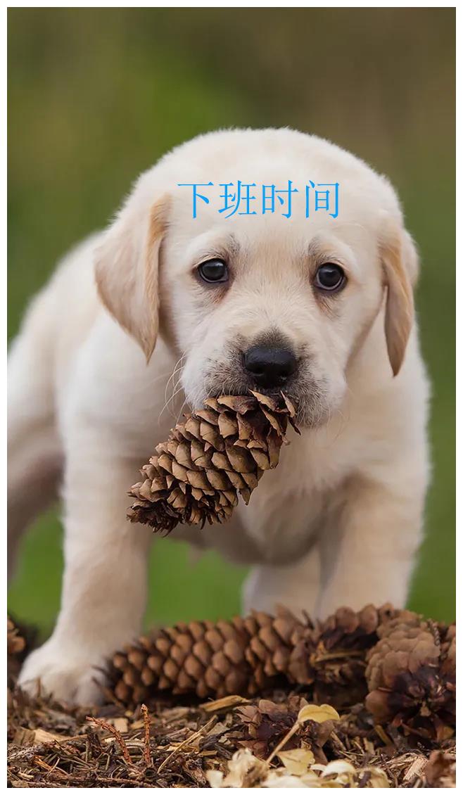 下班时间了|下班|天鹅|医生_新浪新闻