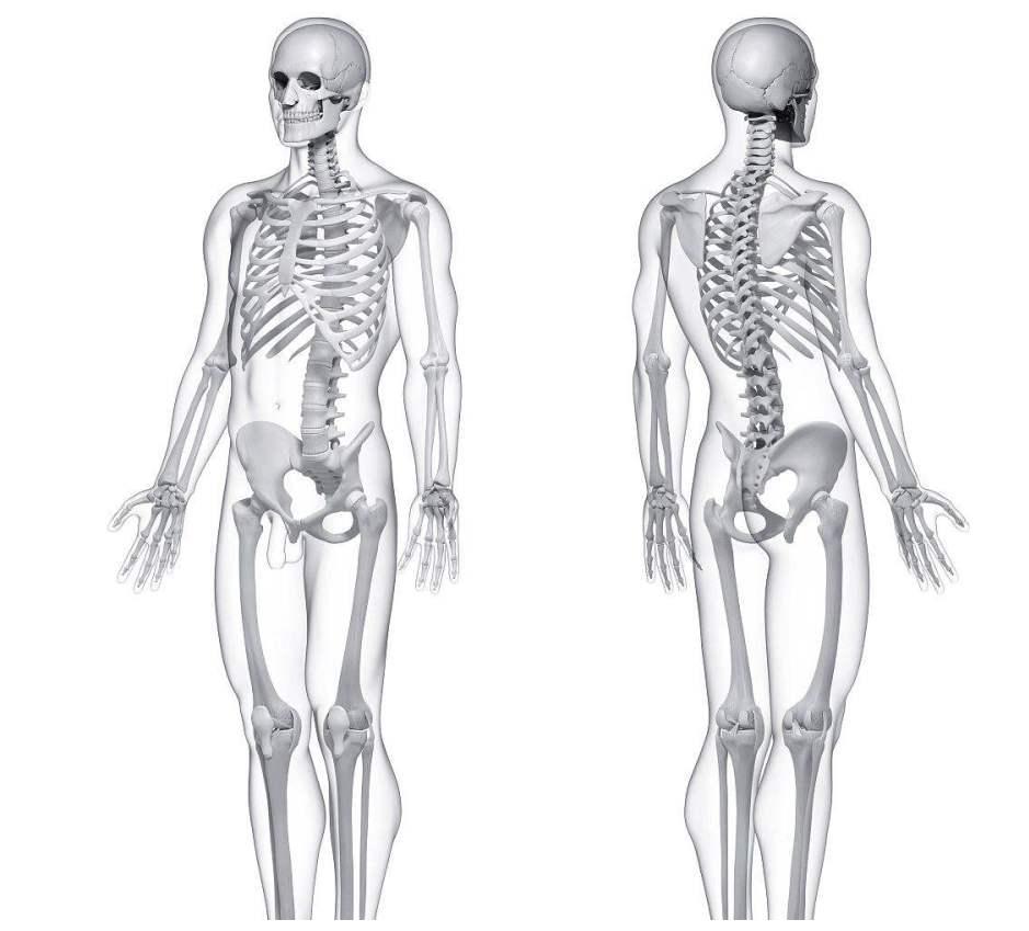 中国人全身才204块骨头,欧美人都206块,剩下2块哪儿去了?