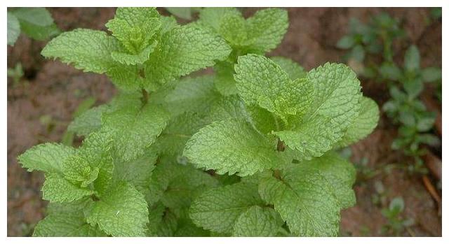 乡下一野草,人称"狗肉香",可作调料可入药,遇见记得带回家!