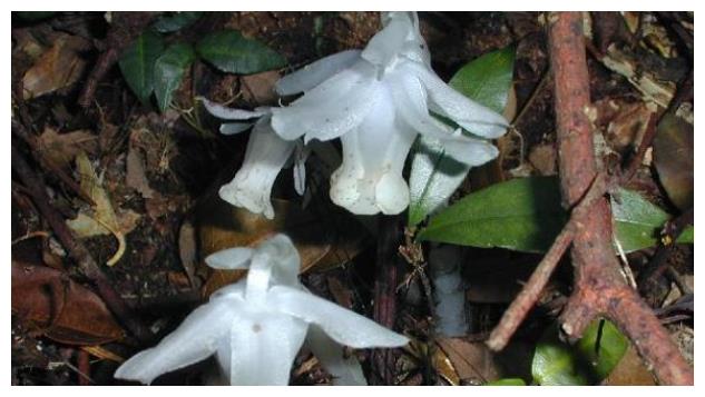 上的一朵花朵一样,独特和漂亮集聚一身,可以说具有着极高的观赏价值