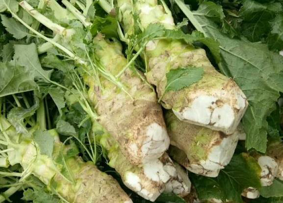 土鱿鱼横县大头菜