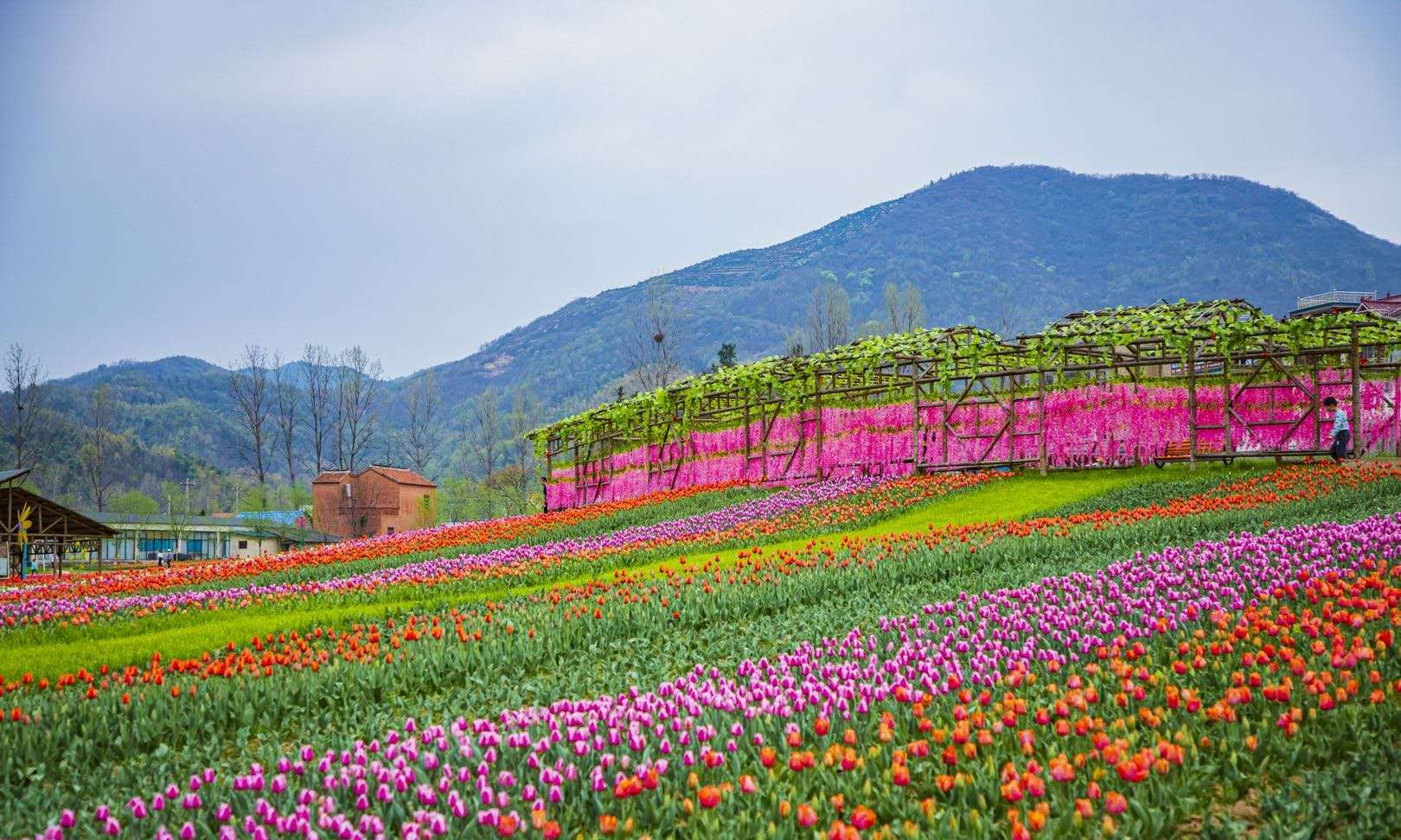 西九华山醉人郁金香 惊艳整个春