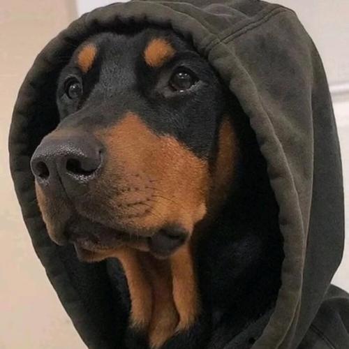 记住下面这4点|大自然|狗狗|主人_新浪新闻