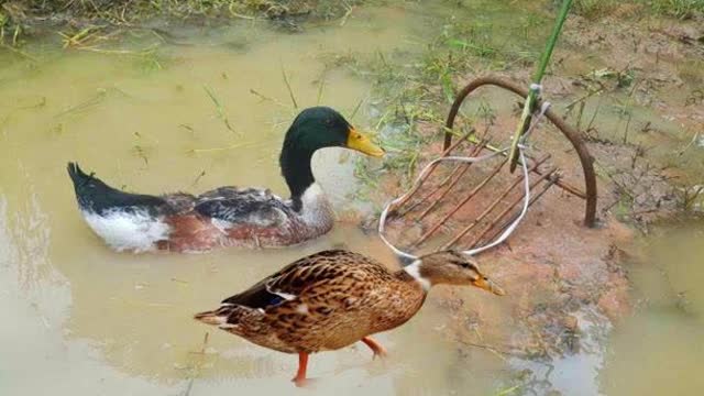 农村小哥河边捕猎,利用树枝制作简易陷阱,意外抓到只大野鸭