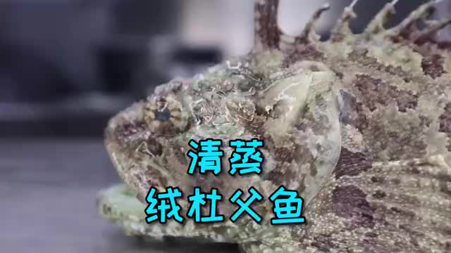 清蒸鲜美的绒杜父鱼,把清蒸的方法学会了,可以举一反三蒸其它鱼