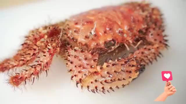 全网首吃500一斤的武装深海蟹,全身长满了尖刺与刚毛,我太难了