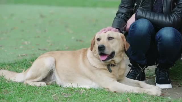 留守儿童七喜告诉警犬樱桃自己父母已经不在它是他唯一玩伴