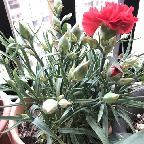 康乃馨叶子有点发黄怎么办__财经头条