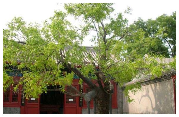 老人把一棵怪树种在儿子坟前，日夜浇灌60年，在她临终前结出果子休闲区蓝鸢梦想 - Www.slyday.coM