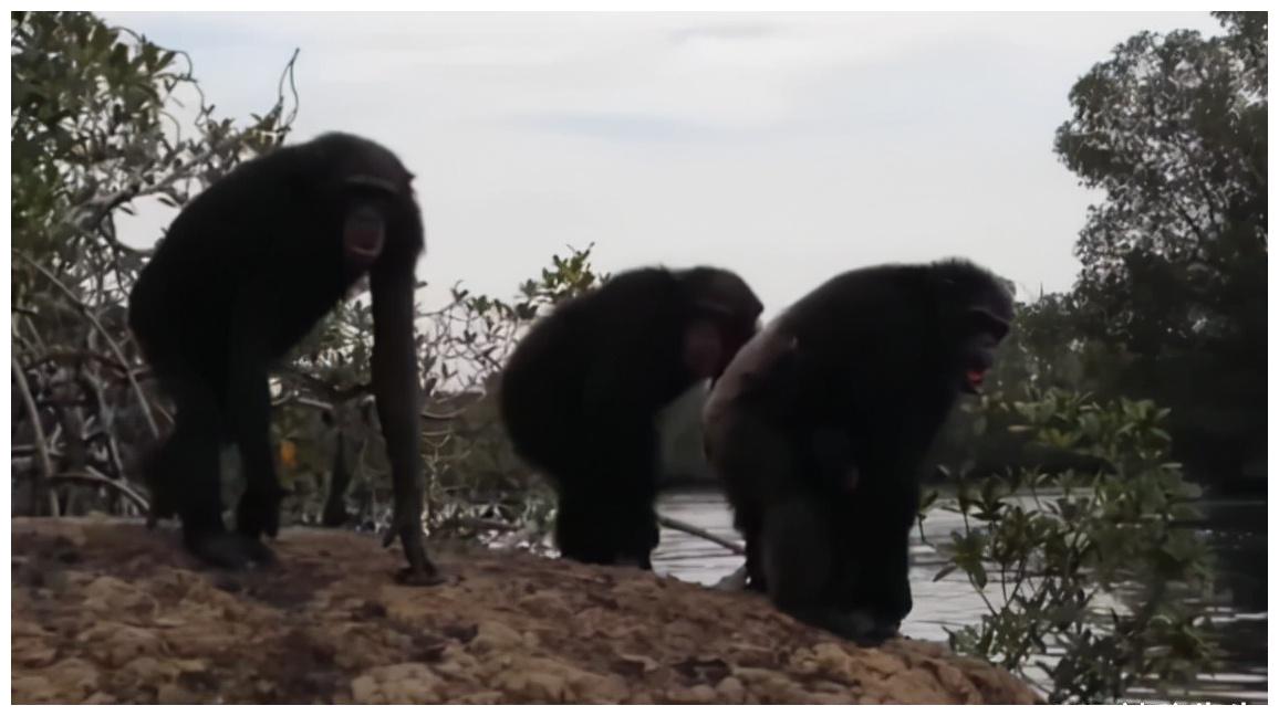 被动物占领的9座岛屿，看到它们会被萌化，你准好了吗？（下）休闲区蓝鸢梦想 - Www.slyday.coM