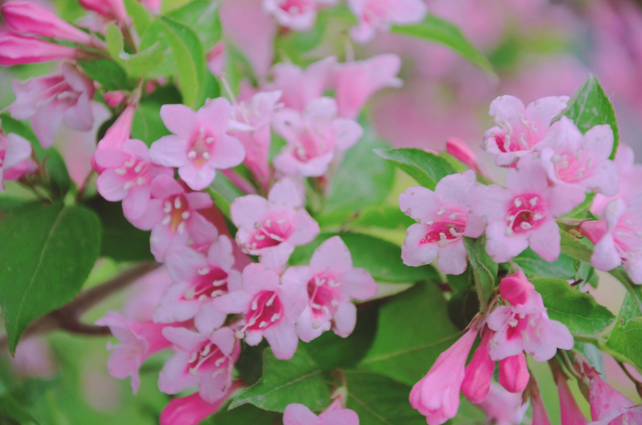 粉色的锦带花,原创拍摄