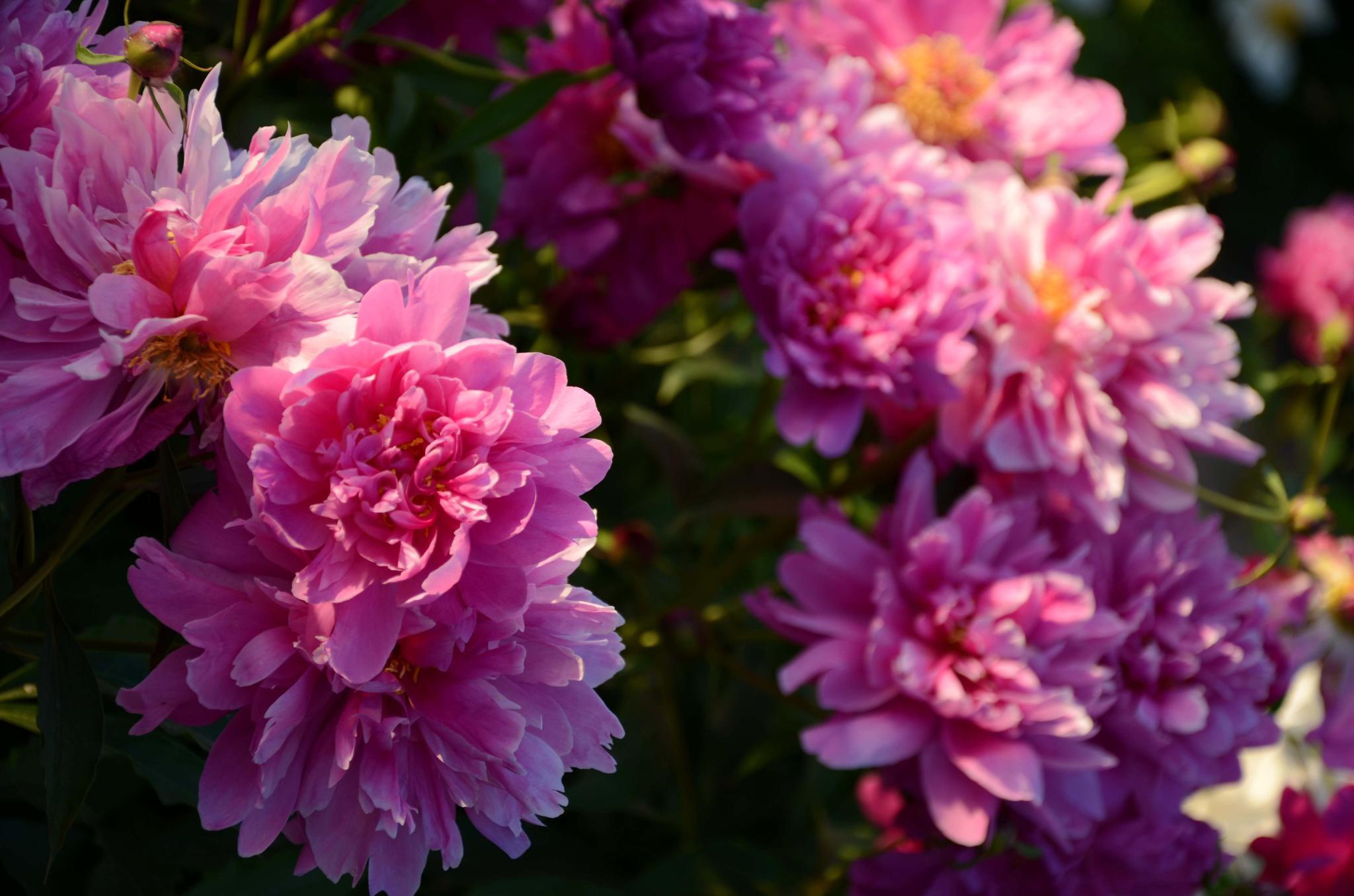 光影中的芍药花,原创拍摄