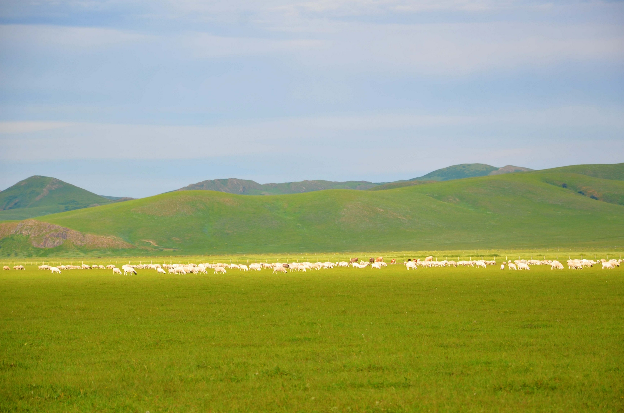 羊群是草原上的一道光原创拍摄