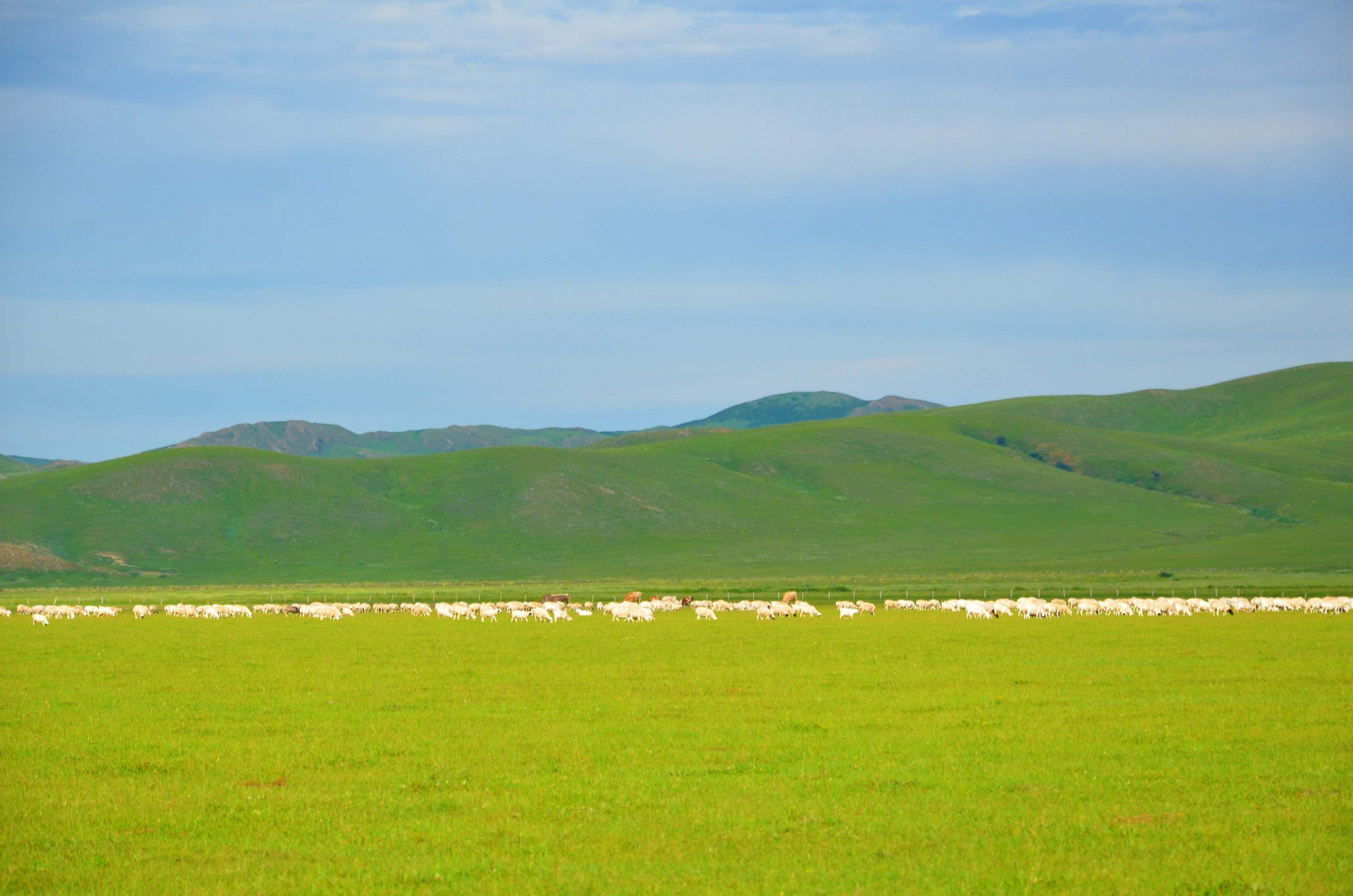 羊群是草原上的一道光原创拍摄