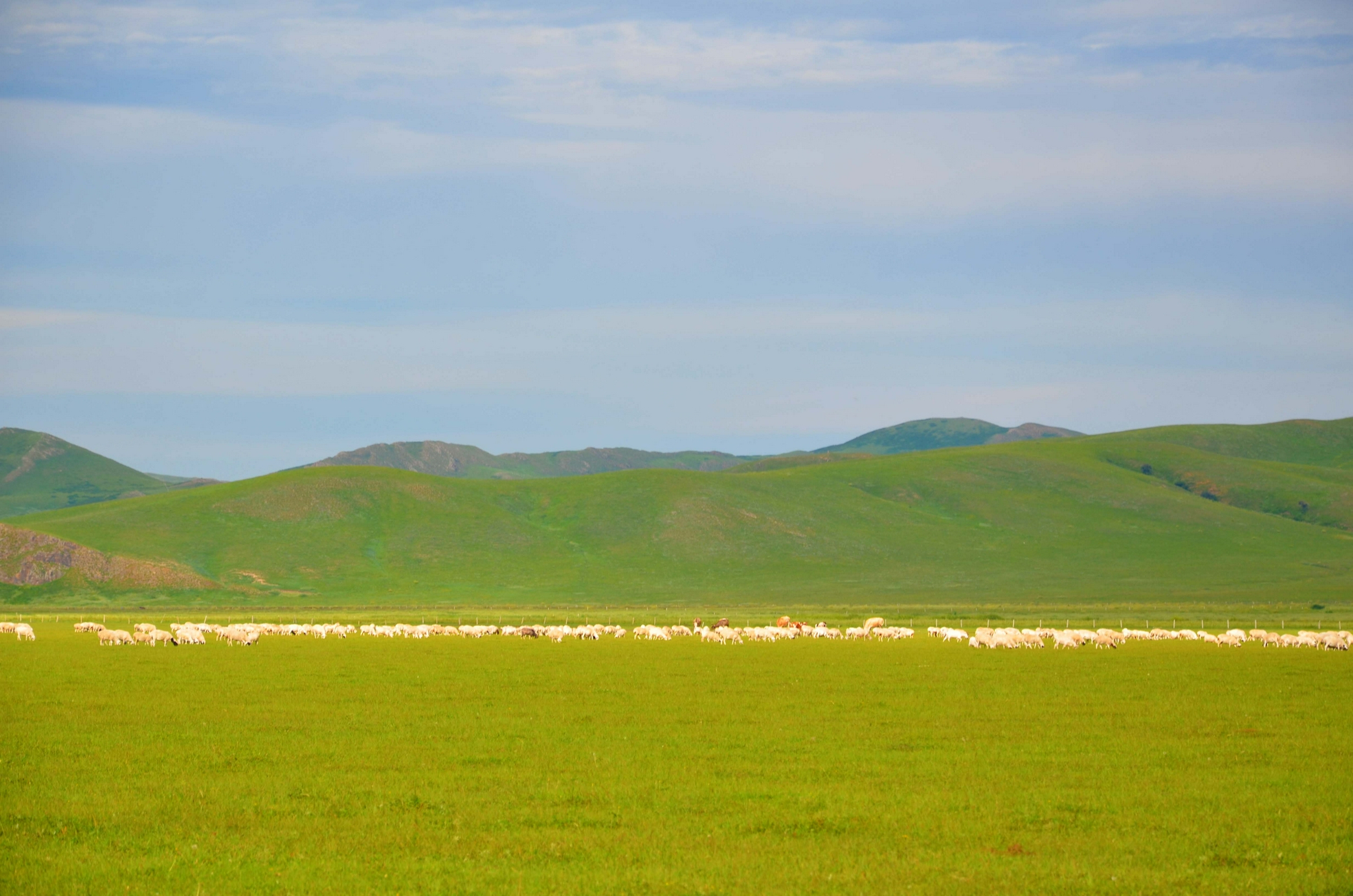 羊群是草原上的一道光原创拍摄