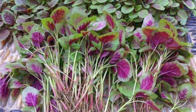 6月宁愿不吃肉也要吃这菜,一斤7块钱,凉拌烧汤包饺子都好吃|红苋菜