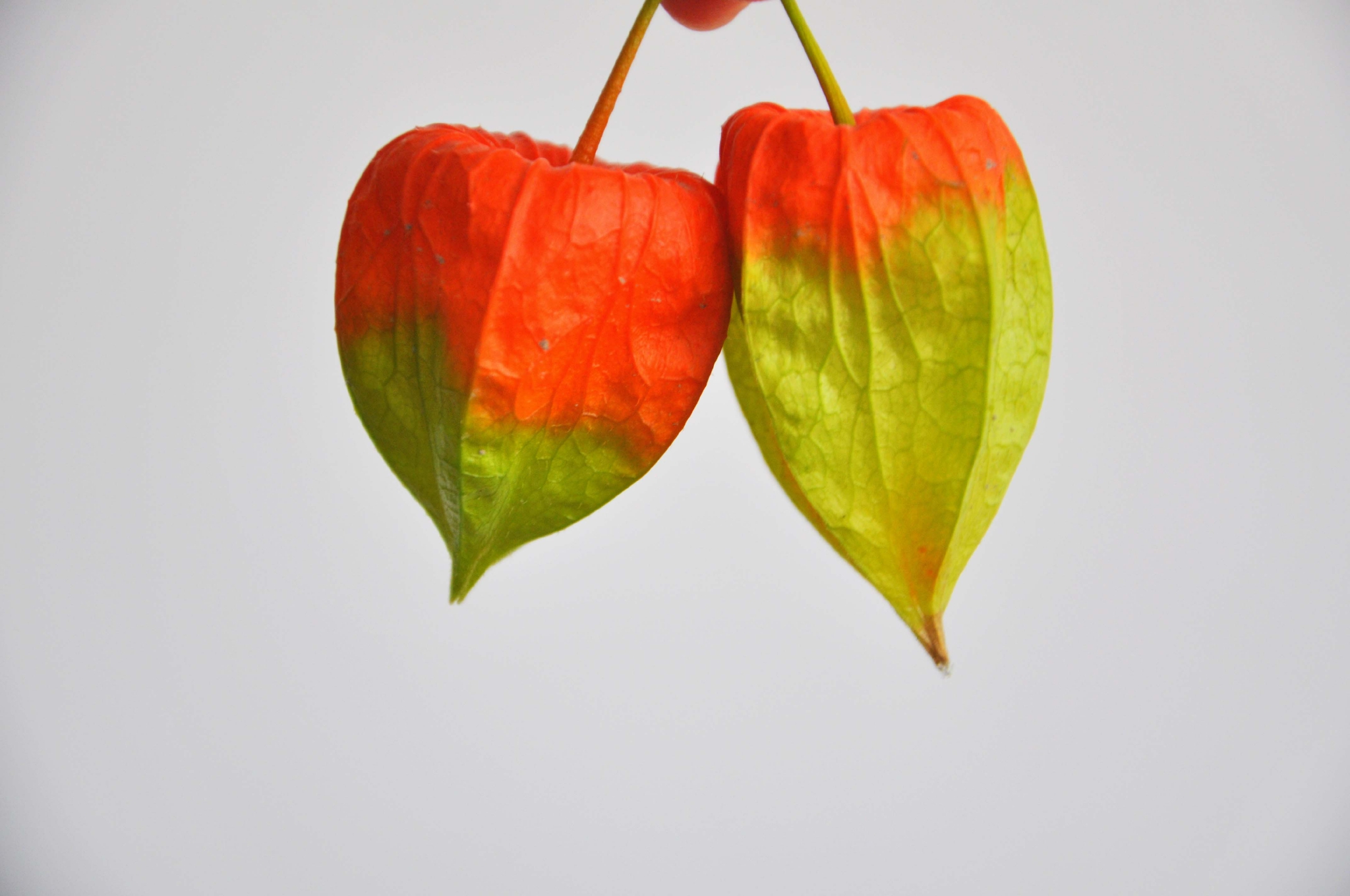 酸浆果原创拍摄