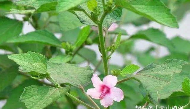 也会有截然不同的称呼方式,像是管它叫假桃花,粘油子,八卦草,迷马桩