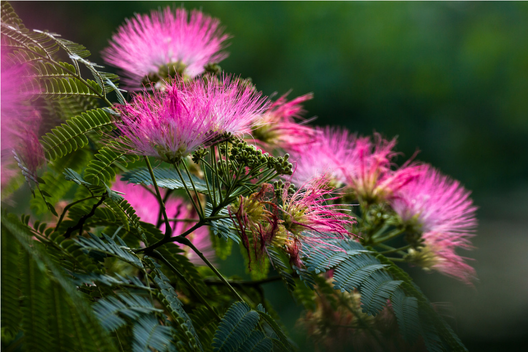 六月骄阳红似火合欢树上绒花开