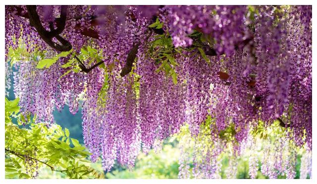 古歌に煌く 万葉花 花の写真絵葉書 写真 | alirsyadsatya.sch.id