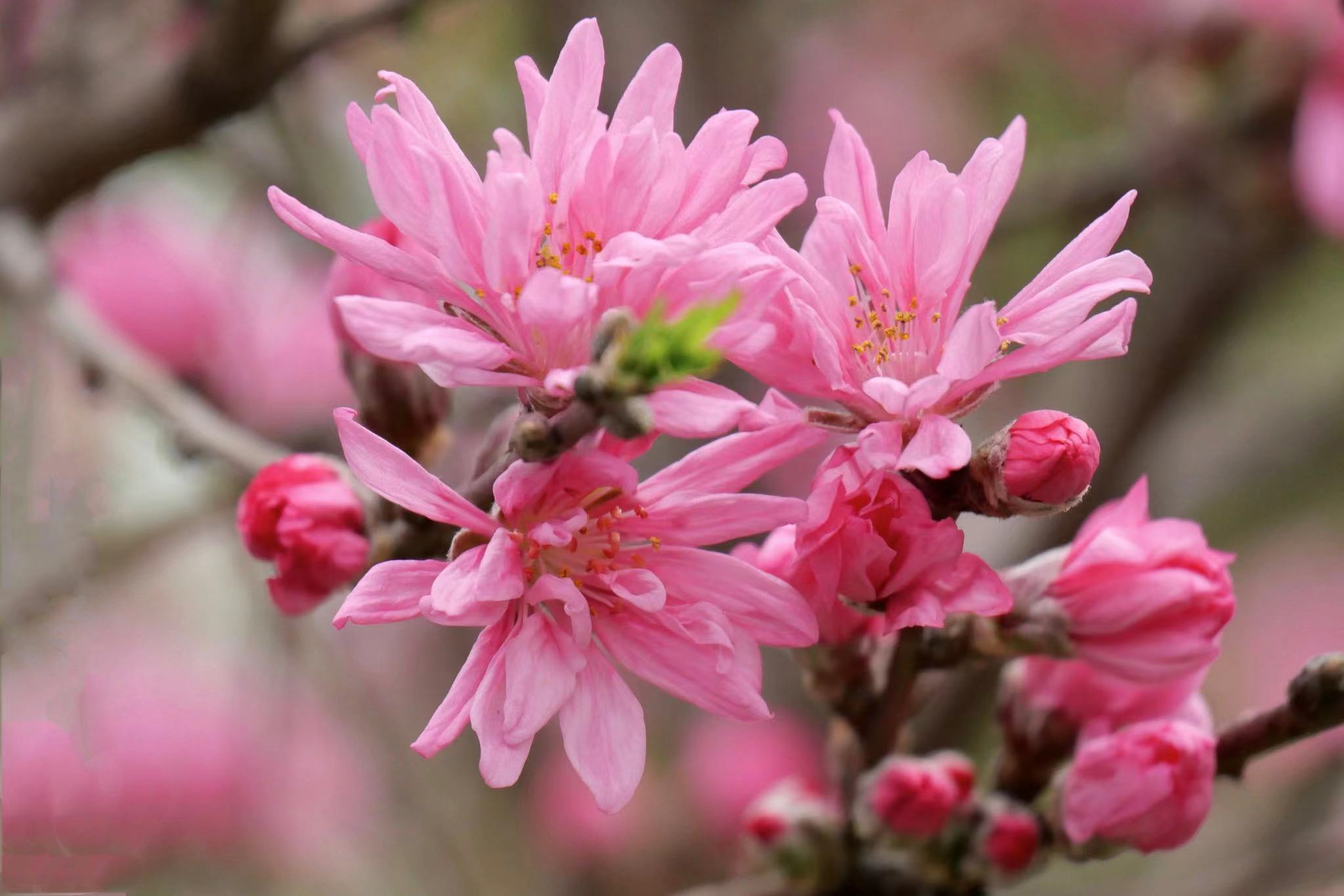 美丽的菊花桃(花酷似菊花而得名,是观赏桃花中的珍贵品种)