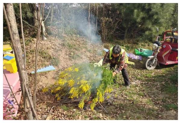 “加拿大一支黄花”入侵 林业部门:西安市民发现一定要上报休闲区蓝鸢梦想 - Www.slyday.coM “加拿大一支黄花”入侵 林业部门:西安市民发现一定要上报休闲区蓝鸢梦想 - Www.slyday.coM