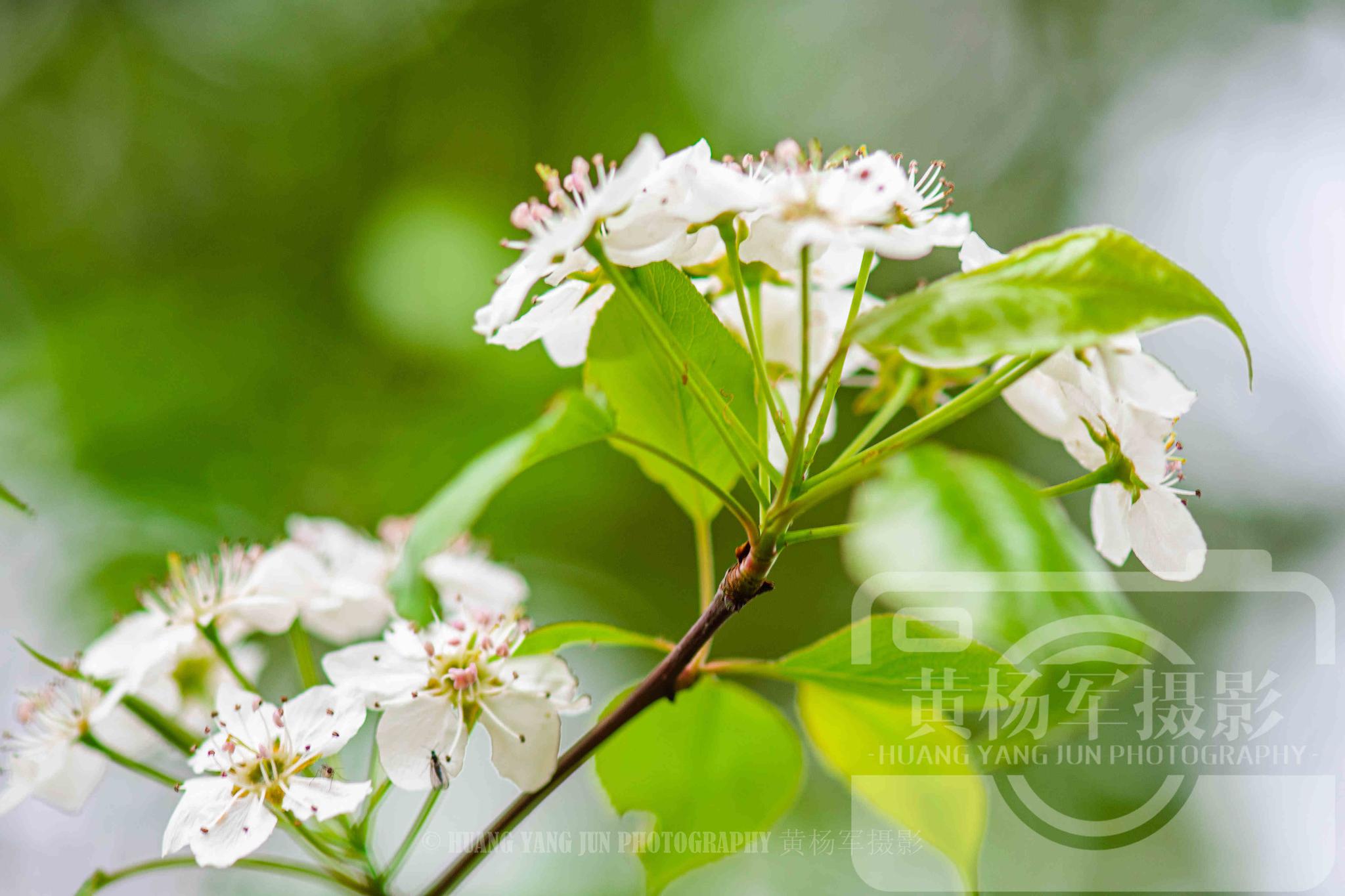 豆梨花娇艳绽放的美丽,春天清新动人的花朵