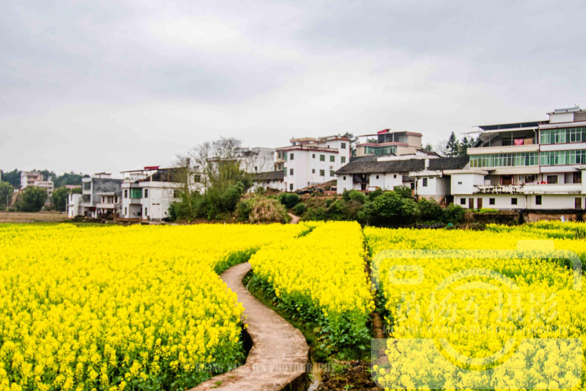 赣州市于都县迳坑村,油菜花盛开在美丽的新农村,故乡的春天很美