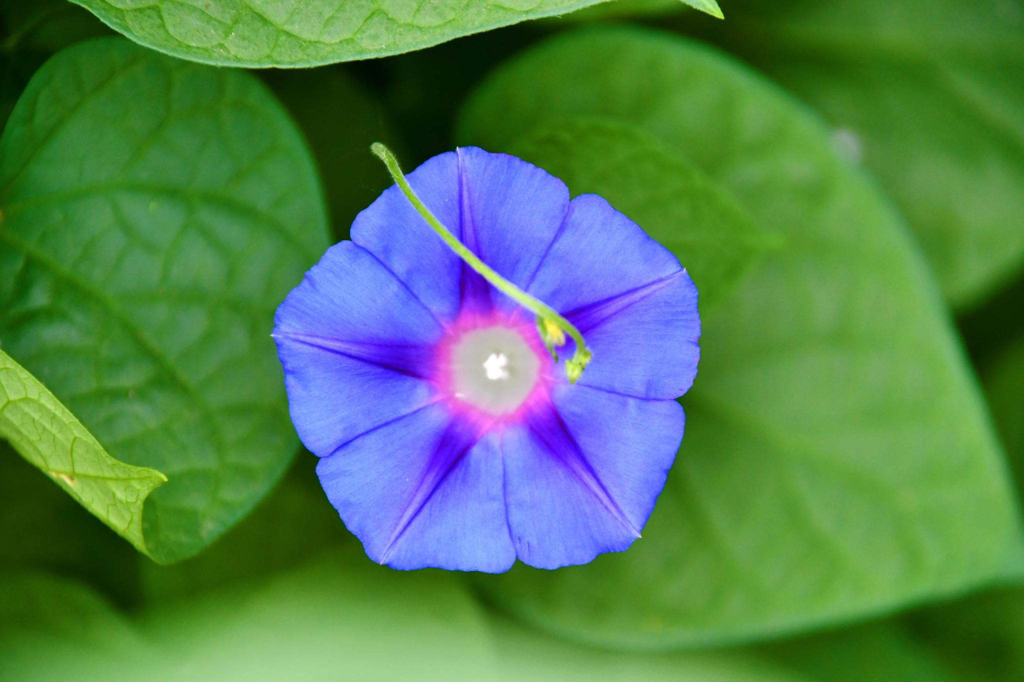 蓝紫色的牵牛花,原创拍摄