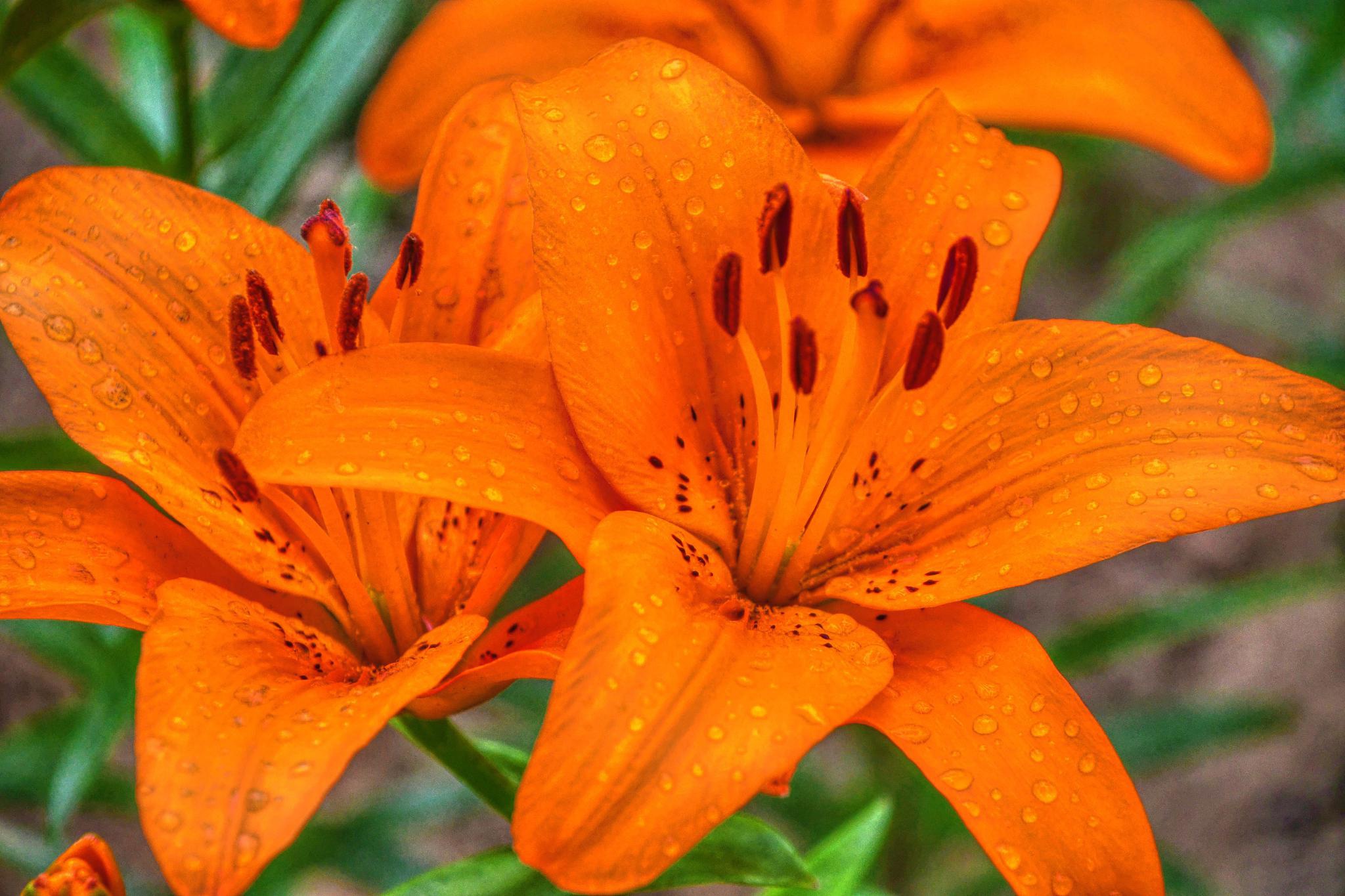 黄色的百合花,原创拍摄