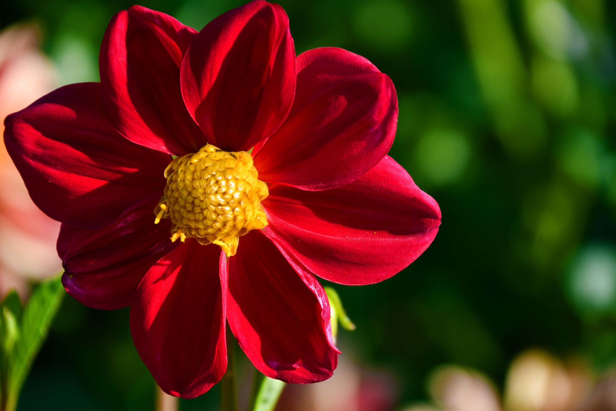 美丽的大丽花原创拍摄