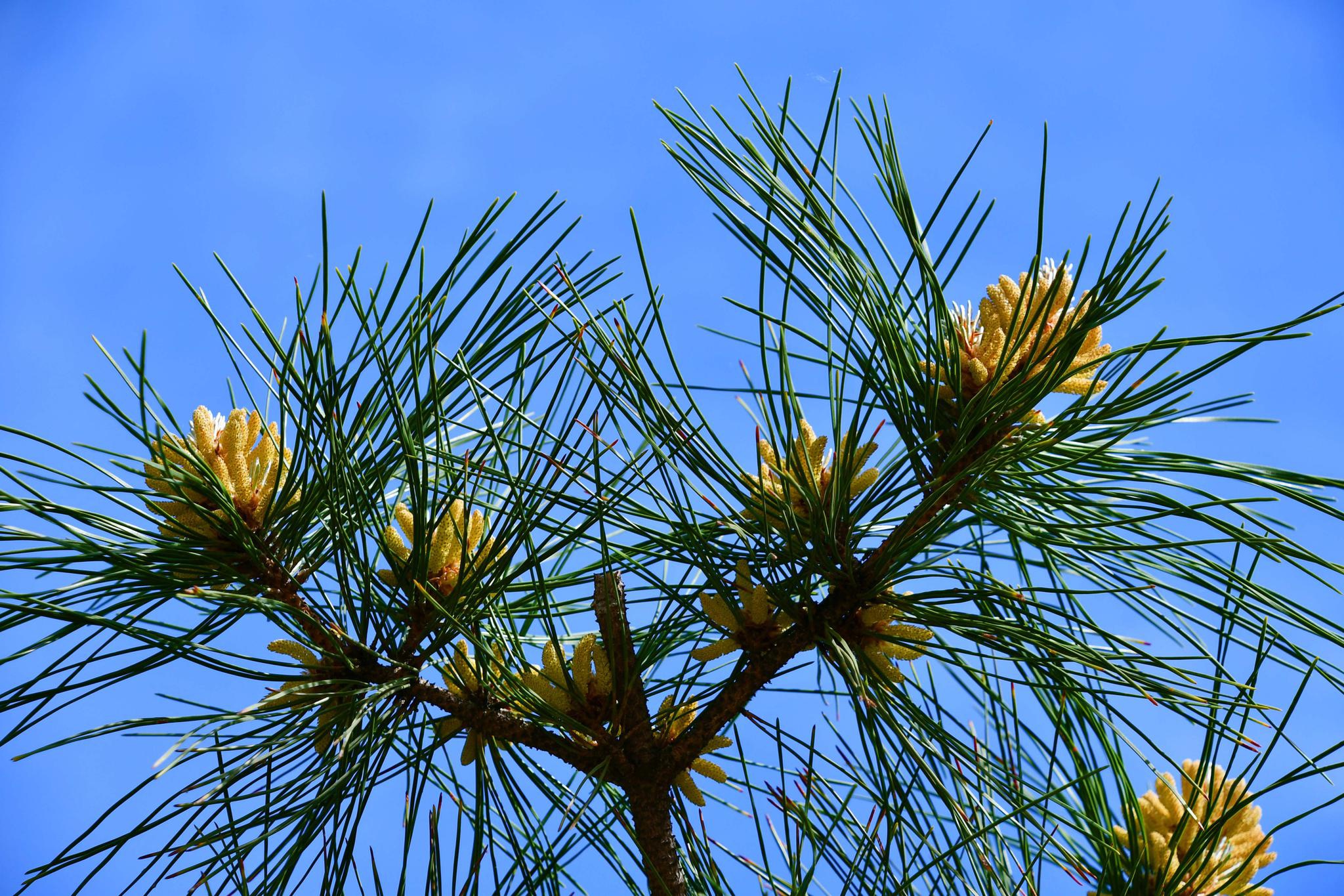 马尾松花开满树,原创拍摄