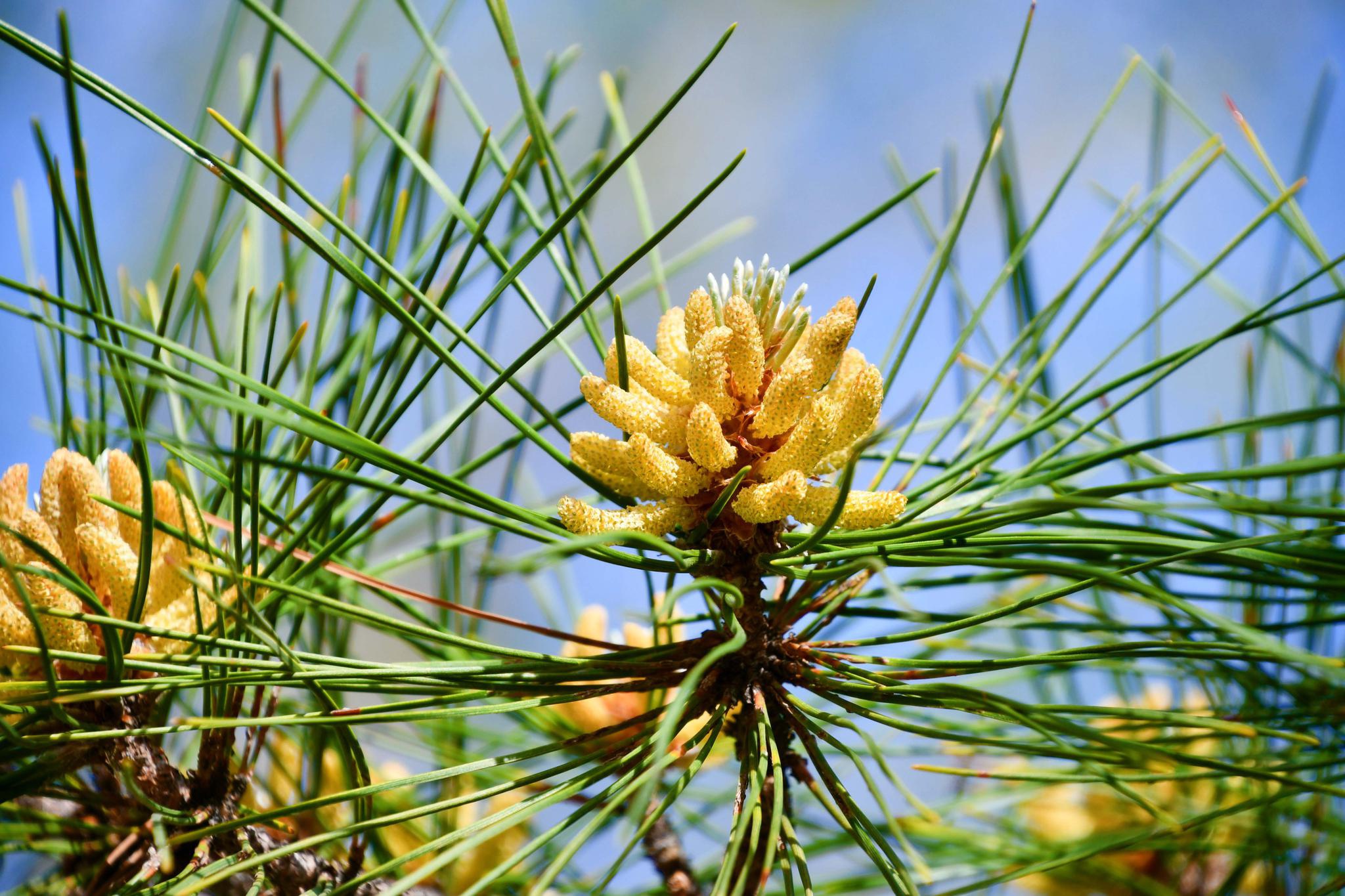 马尾松花开满树,原创拍摄