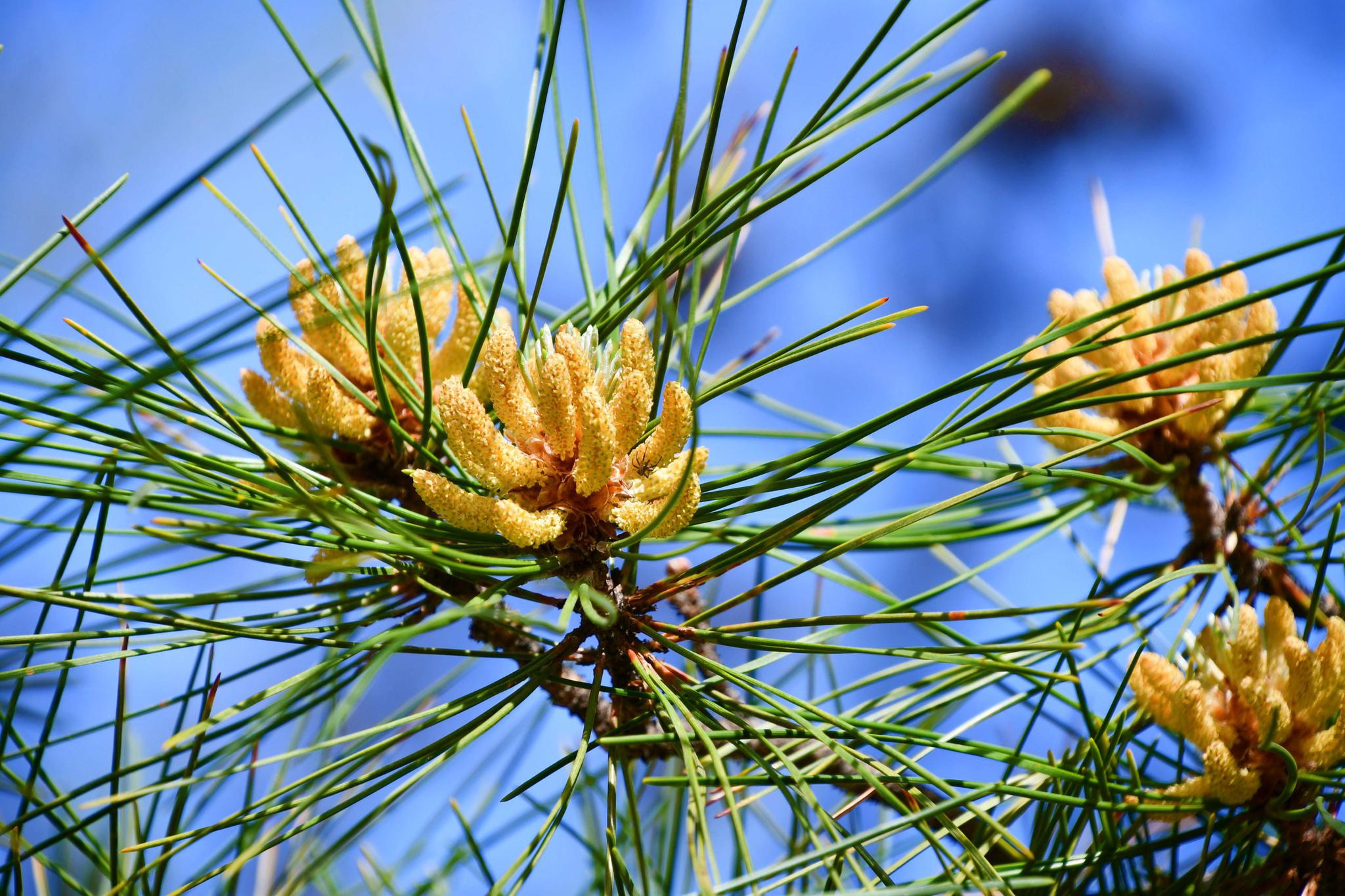 马尾松花开满树,原创拍摄