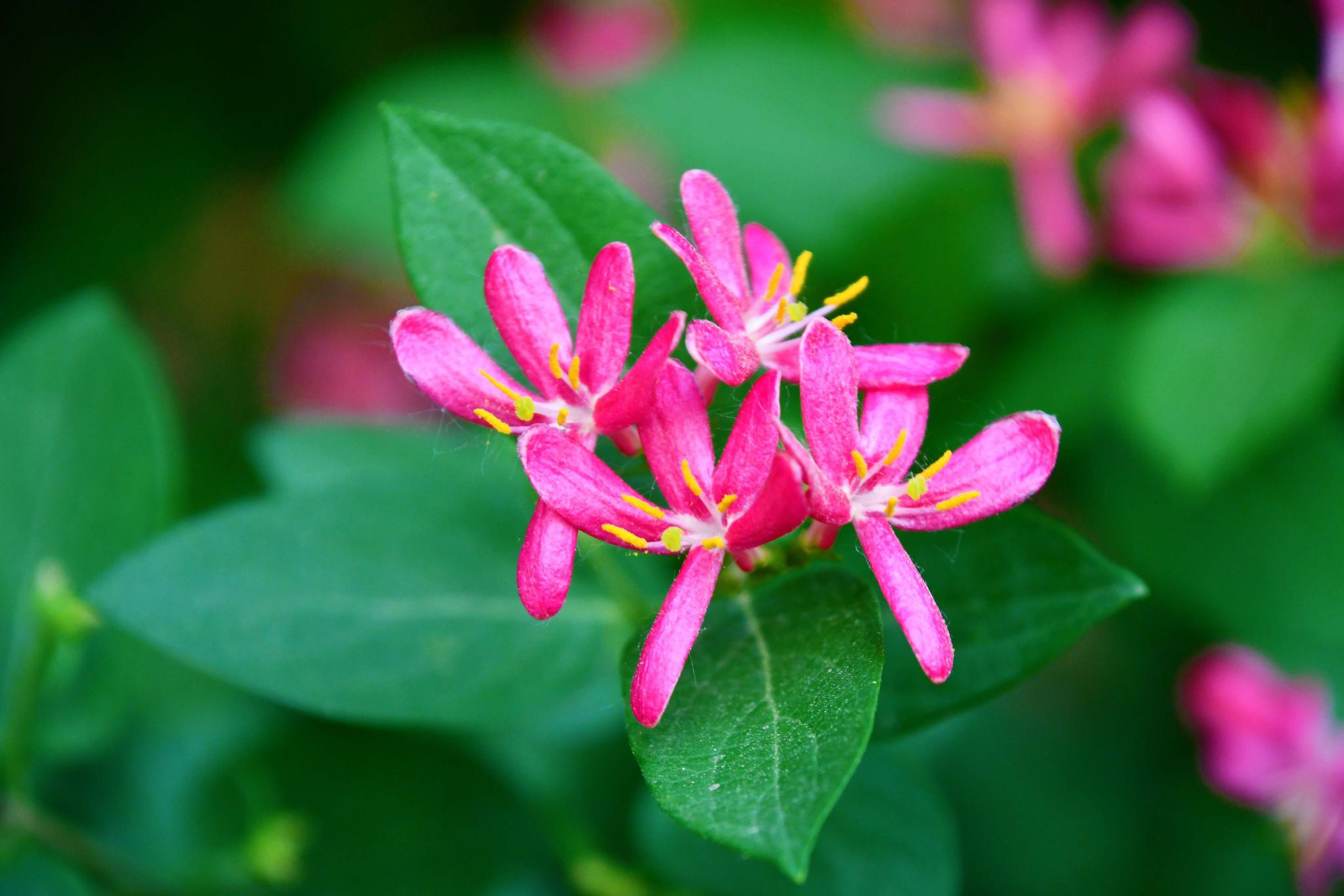 粉红的忍冬花,原创拍摄_高清图集_新浪网